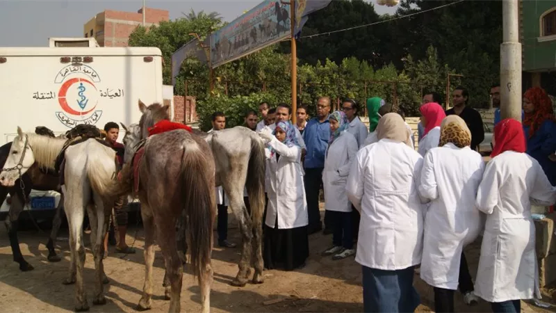 الاستعانة بدل التعيين.. مخاوف من ضرب الأمان الوظيفي للأطباء البيطريين| خاص