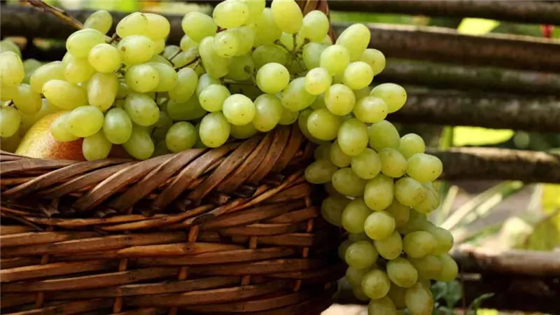 فوائد صحية متعددة للعنب الأخضر.. هكذا يؤثر على ضغط الدم