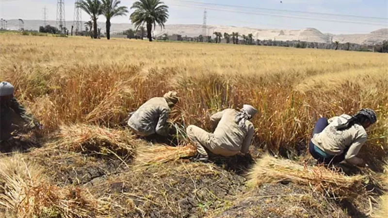 المواطن أولا.. تراجع صادرات القمح رغم زيادة إنتاجه خلال 2025