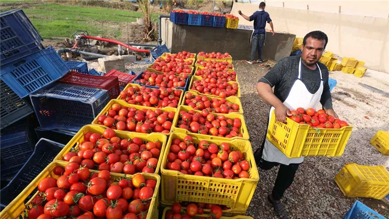 ماذا فعلت مصر لتحويل المحاصيل الزراعة من خام إلى تصنيع؟.. الزراعة تجيب