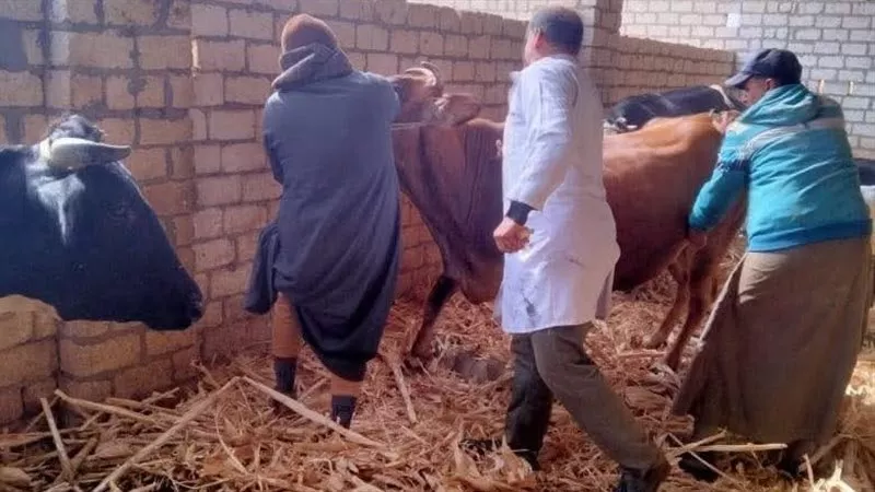 محافظ قنا: تحصين 106 آلاف رأس ماشية ضمن خطة حماية الثروة الحيوانية