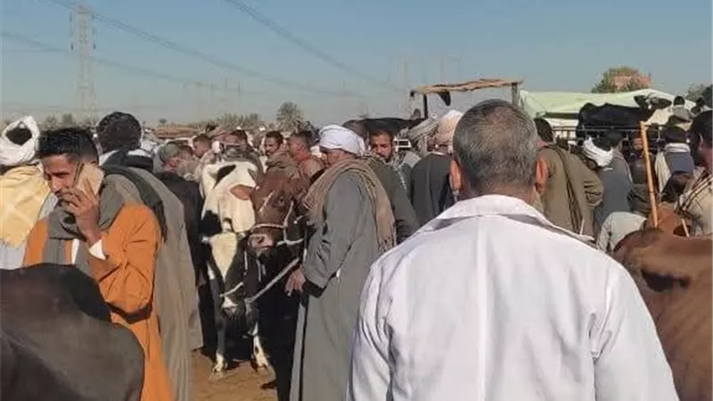 الطب البيطرى بالأقصر تؤكد عدم وجود أعراض ظاهرية لأي وباء بسوق إسنا للمواشي