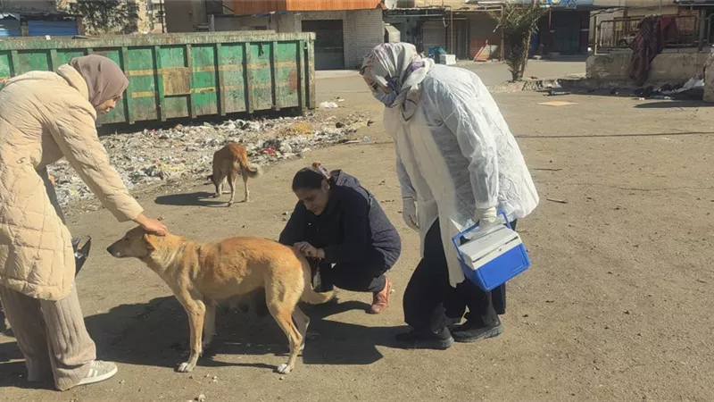 ضمن مبادرة مصر خالية من السعار.. تحصين 12 كلبا ضالا بكفر الشيخ