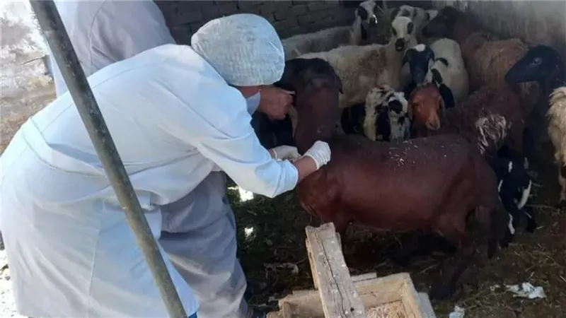 شباب البيطريين يرفضون «الاستعانة»: نريد تعيينًا لا حلولًا مؤقتة| خاص