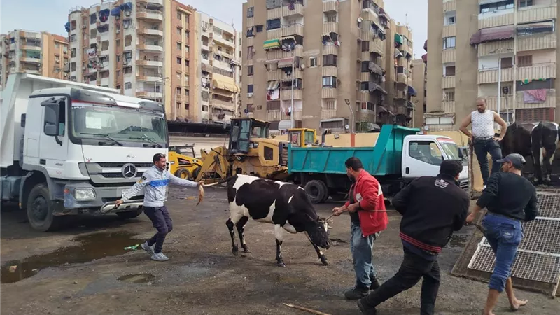 أبقار في شوارع بورسعيد.. رئيس حي الزهور يقود حملة مكبرة لمواجهة الظاهرة