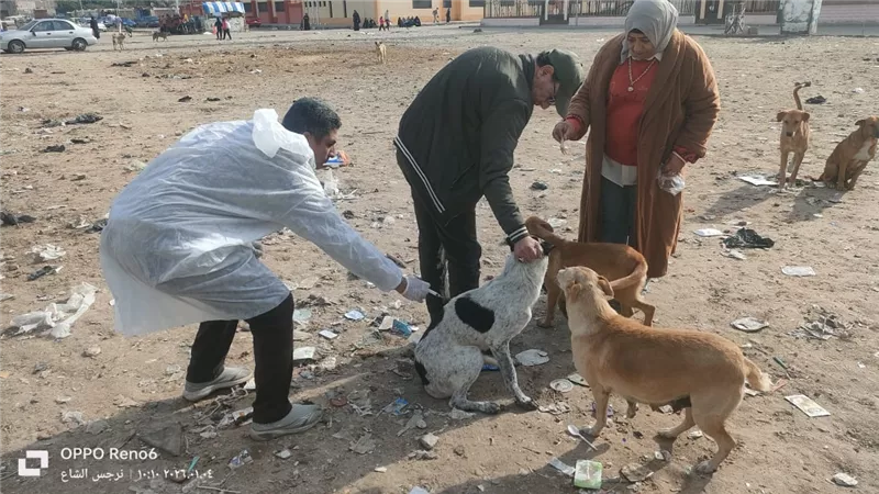 رئيس حي الزهور ببورسعيد: حملة مكبرة لتحصين كلاب الشوارع ضد مرض السعار