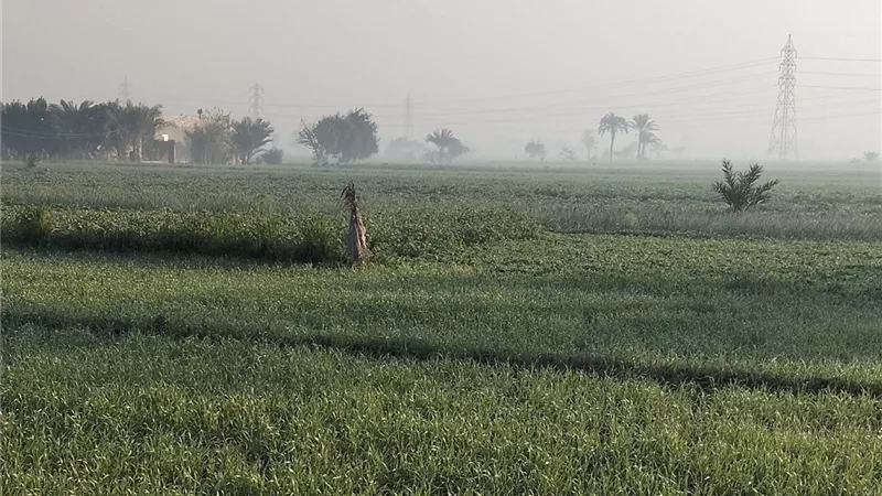 شبورة مائية تضرب المناطق الزراعية بالفيوم وتحذيرات رسمية بسبب برودة الطقس