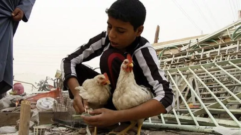 ما المقصود بربط سوق صناعة الدواجن بسعر الصرف؟.. الشعبة توضح|فيديو 