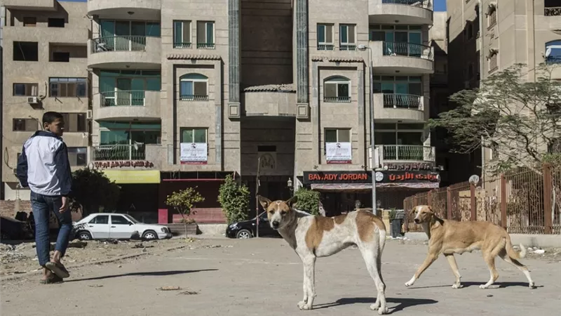 «البيطريين» تكشف تفاصيل الخطة القومية لمواجهة ظاهرة الكلاب الضالة