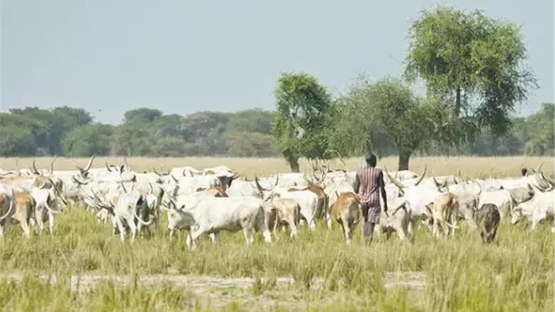 رغم المعارك والحرب.. السودان تطعم مليون رأس من الماشية