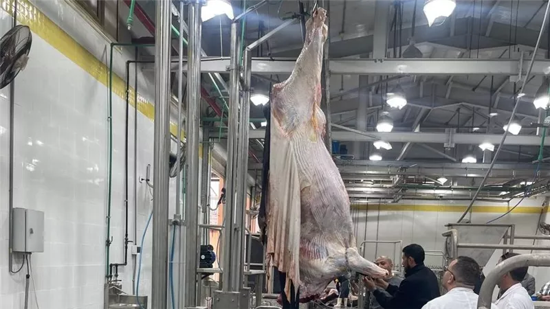 تشغيل تجريبي لـ4 مجازر بالمنوفية والدقهلية وكفر الشيخ بتكلفة 129 مليونا