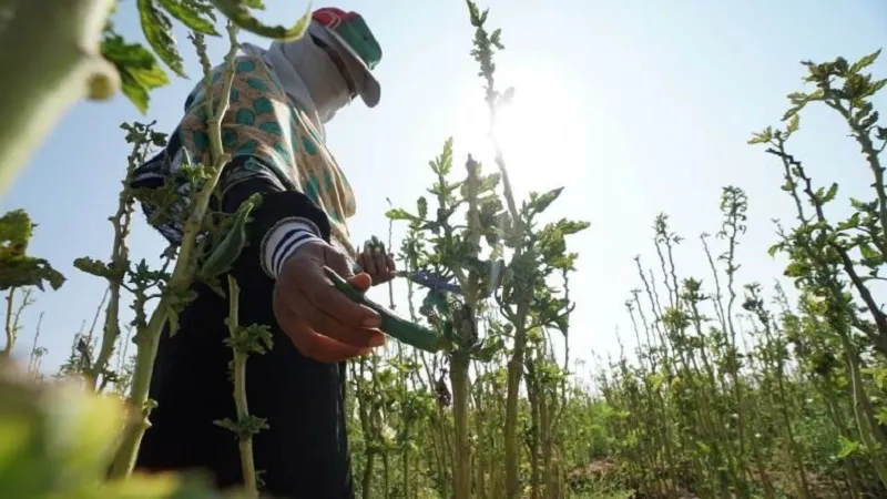 هل التغيرات المناخية ستغير خريطة الزراعة في مصر؟.. خبير يكشف مفاجأة| فيديو