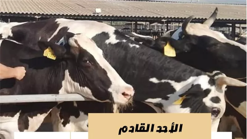انطلاق الحملة القومي ضد الحمى القلاعية بالبحيرة الأحد المقبل