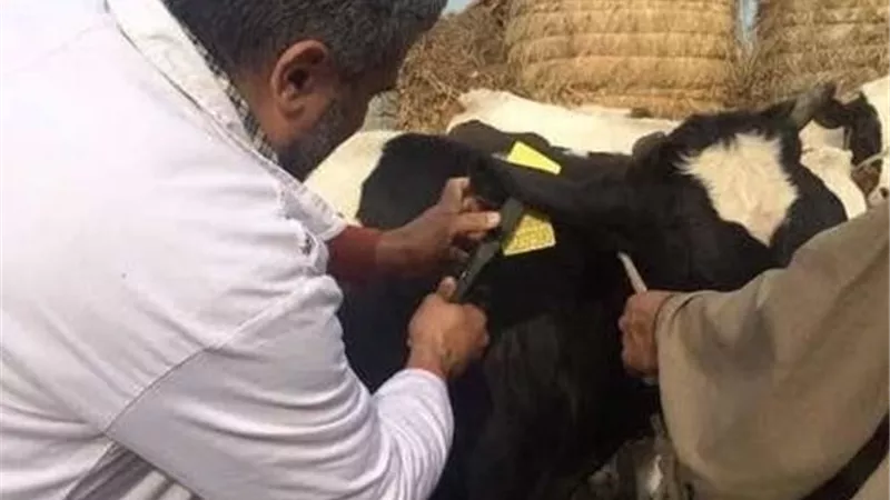 انطلاق حملة للتحصين ضد الحمى القلاعية بالشرقية غدا
