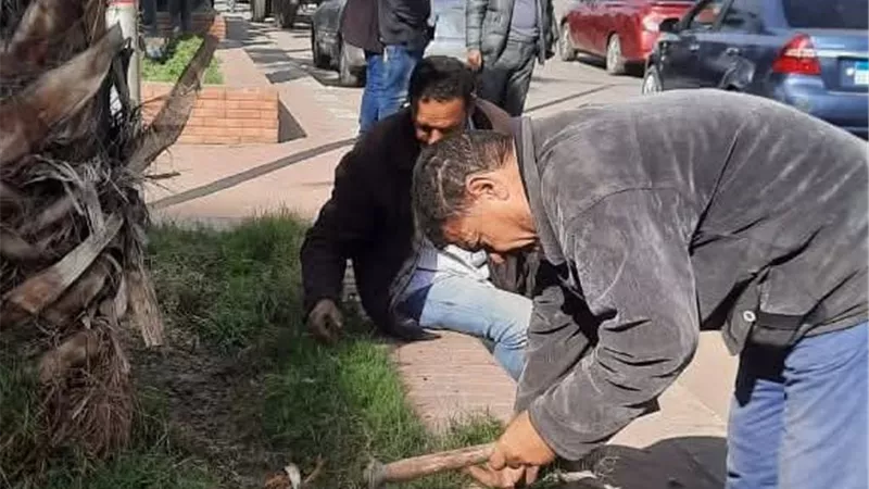 حي ثان طنطا يطلق حملة شاملة للعناية بالمساحات الخضراء