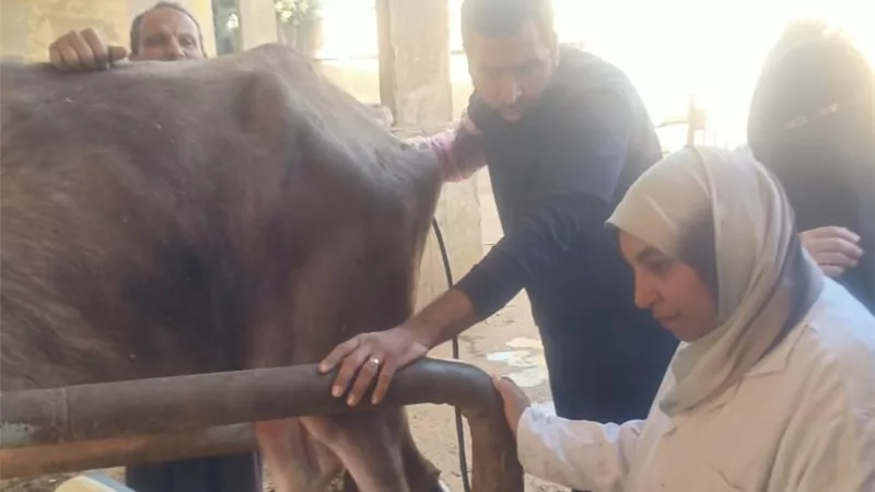 الزراعة: فحص وعلاج 3441 رأس ماشية بالمجان بالمنوفية وبني سويف|صور