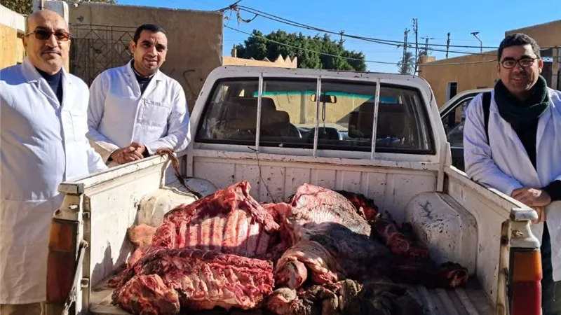 إعدام عجل بقرية يزن 400 كجم مصابا بالحمي القلاعية بسوهاج