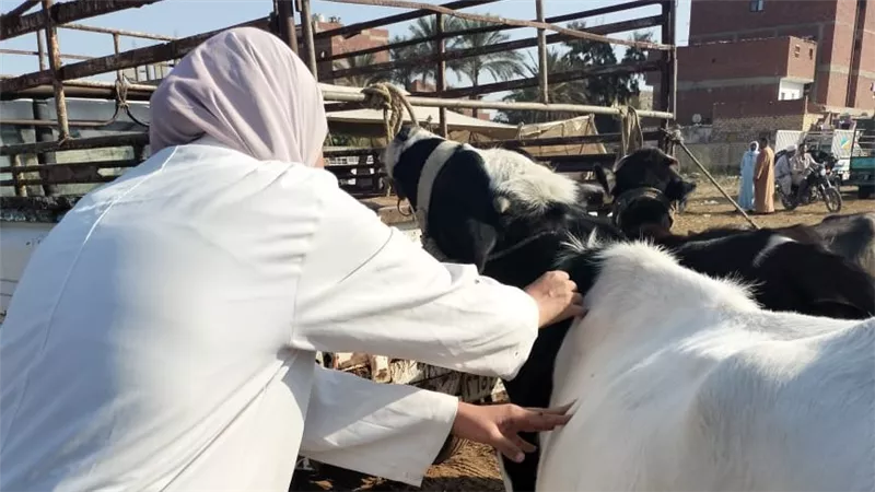  تحصين 1350 رأس ماشية ضد الحمى القلاعية بالإسماعيلية