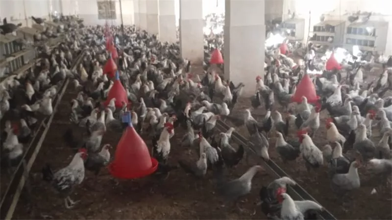 «إيجبتك» داخل محطة إكثار الدواجن بسوهاج: نموذج لإحياء المشروعات المتعثرة