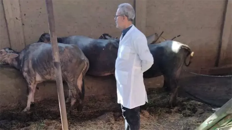 إدارة ميت غمر تواصل حملات تحصين الماشية ضد الحمى القلاعية
