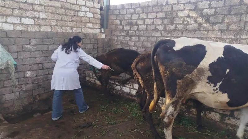 تحصين 238 ألف رأس ماشية ضد الحمى القلاعية بالمنيا