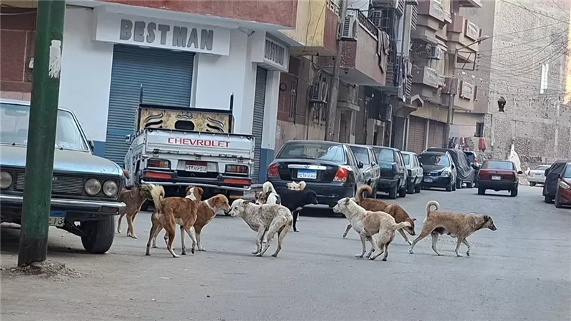 محافظة القاهرة تبدأ مشروع إنشاء مأوى للكلاب الضالة