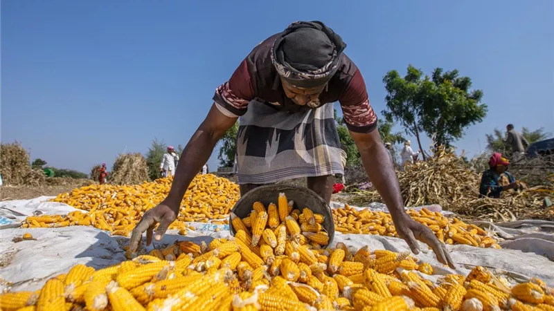 مصر تستهدف رفع نسبة الاكتفاء الذاتي من اللحوم الحمراء إلى 64.7%