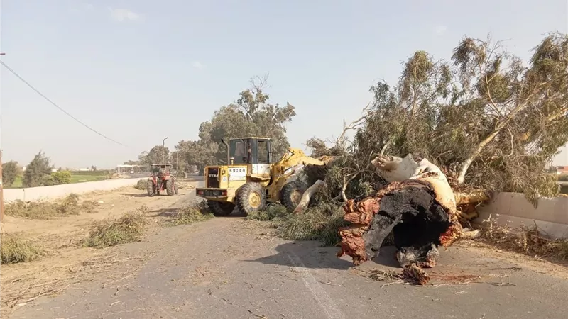 سقوط شجرة بطريق القصاصين.. ومحافظ الإسماعيلية يواجه آثار تقلبات الطقس 