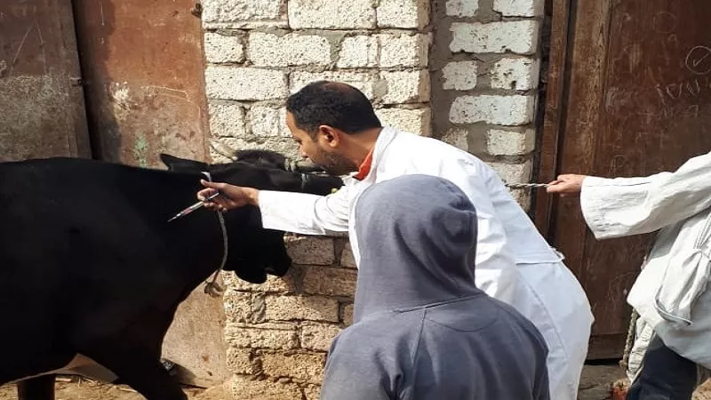 ما هي الحمى القلاعية.. وهل تؤثر على الثروة الحيوانية في مصر؟| فيديو