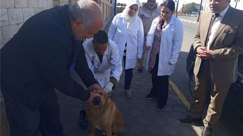 «طب بيطري الأقصر» يطلق حملة لتحصين الكلاب الحرة بأبو الحجاج وطريق الكباش