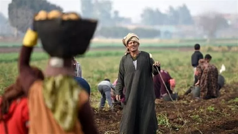 قفزة في الإيجارات.. ما أسباب ارتفاع الفدان إلى 100 ألف جنيه؟|فيديو
