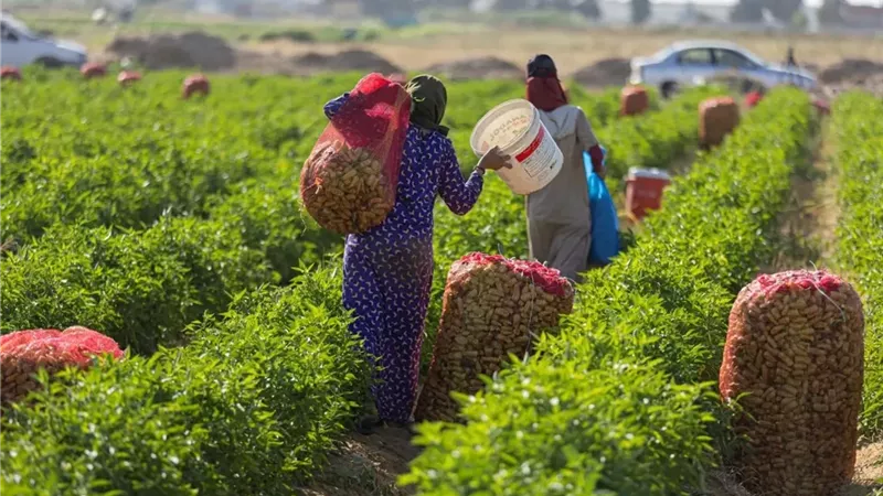 هل غياب السياسات الزراعية يربك الأسواق؟.. النقيب يحسم الجدل|فيديو