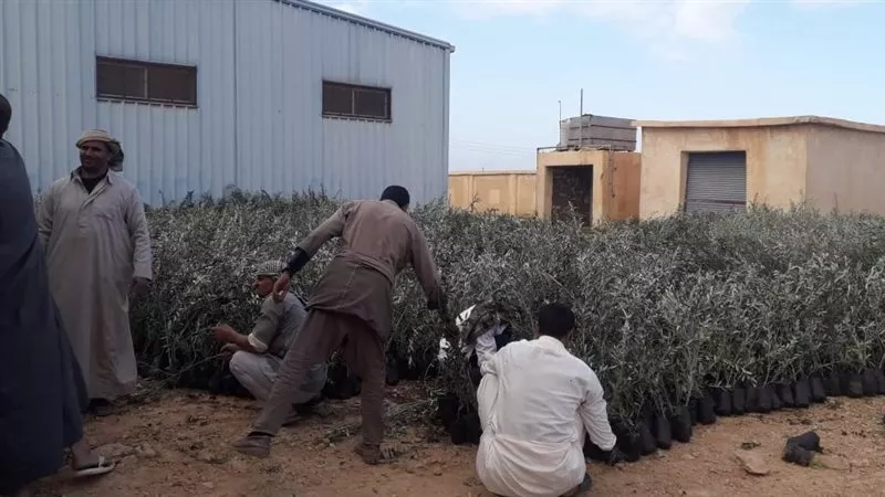 زراعة 75 شتلة أشجار في مطاي بالمنيا ضمن خطة تحسين البيئة 