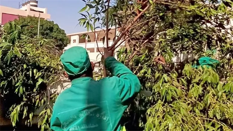حملات نظافة مكثفة وقص وتقليم الأشجار والمسطحات الخضراء بمدينة الأقصر