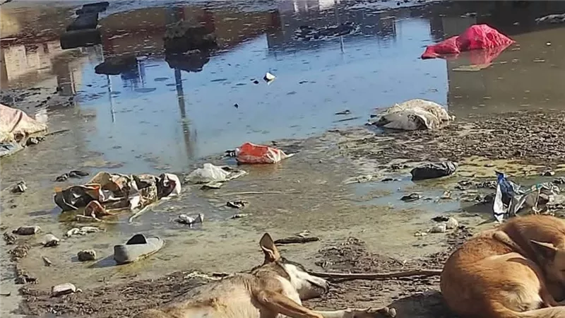 سنهور تغرق بالصرف الصحي والكلاب الضالة في البحيرة