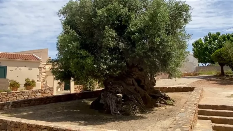 أقدم شجرة زيتون في العالم تتحدى الزمن وتثمر منذ آلاف السنين|فيديو