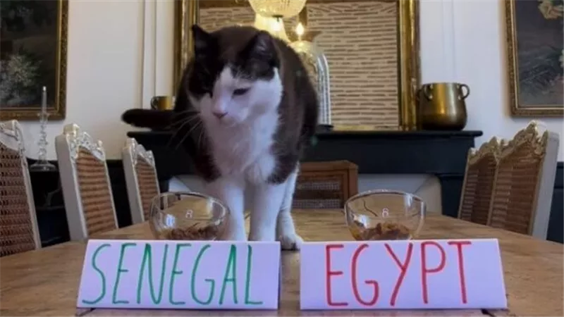 توقع القط نيمبوس لمبارة مصر والسنغال يشعل السوشيال ميديا|فيديو
