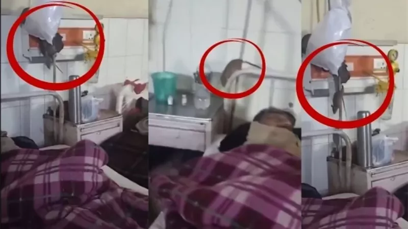 فضيحة في مستشفى هندي.. فئران تتجول بحرية في غرف الرعاية المركزة|فيديو