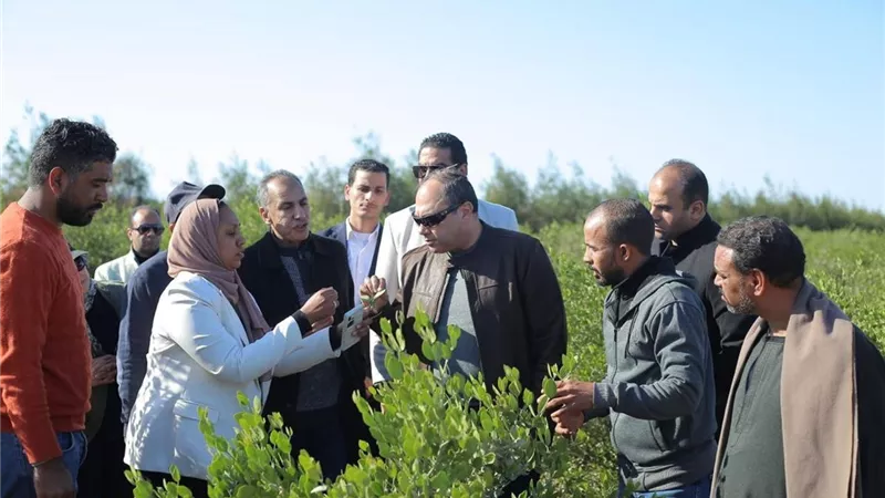 تنمية الصعيد تتابع عملية حصاد محصول الجوجوبا بالبحر الأحمر