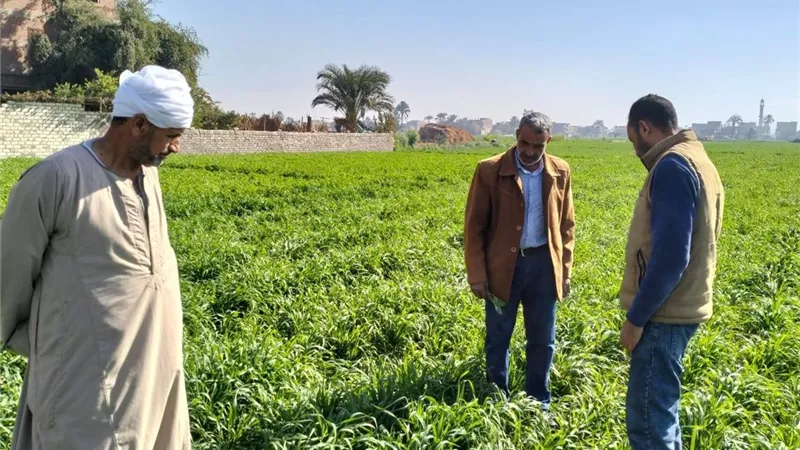 مديرية الزراعة بأسيوط تشكل لجنة للمرور على الزراعات وتقديم الدعم الفني