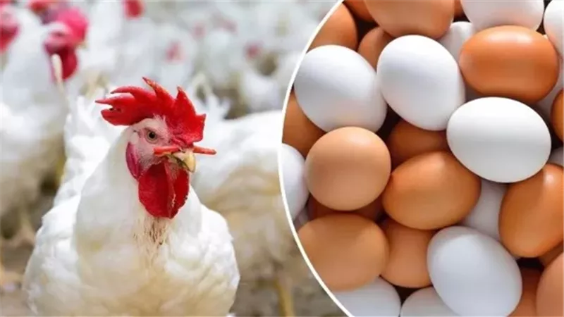 الساسو بكام؟.. أسعار البيض والدواجن في السوق المحلية اليوم الجمعة 16 يناير