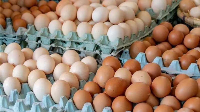 انخفاض جديد في أسعار البيض.. والكرتونة تتراجع بأكثر من 11 جنيهًا