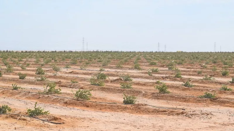 أشرف كمال: نبات الجوجوبا نقلة نوعية في منظومة الزراعة والاقتصاد الوطني