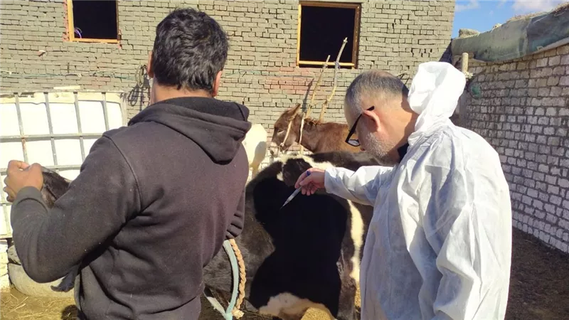 استمرار حملات تحصين الماشية بالإسماعيلية ضد الحمى القلاعية