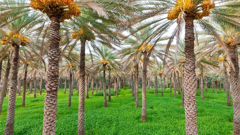 تحرك حكومي عاجل لمواجهة خطر يهدد زراعة النخيل في مصر|تفاصيل 