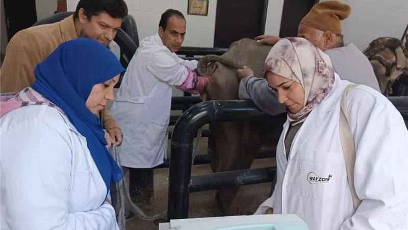 بالأرقام.. طفرة في خدمات التحسين الوراثي والرعاية البيطرية للماشية