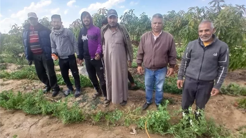 «زراعة الإسماعيلية» تنفذ مرورا ميدانيا لمتابعة وتقييم حالة المحاصيل