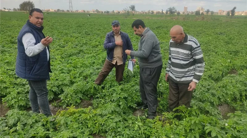 البحيرة تنظم يوم حقلي للنهوض بمحصول الخرشوف والمرور على المحاصيل الشتوية
