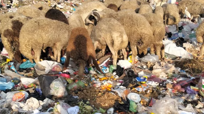 «أولادنا بيمشوا وسط الزبالة».. صرخة أهالي كرداسة للمسؤولين| صور