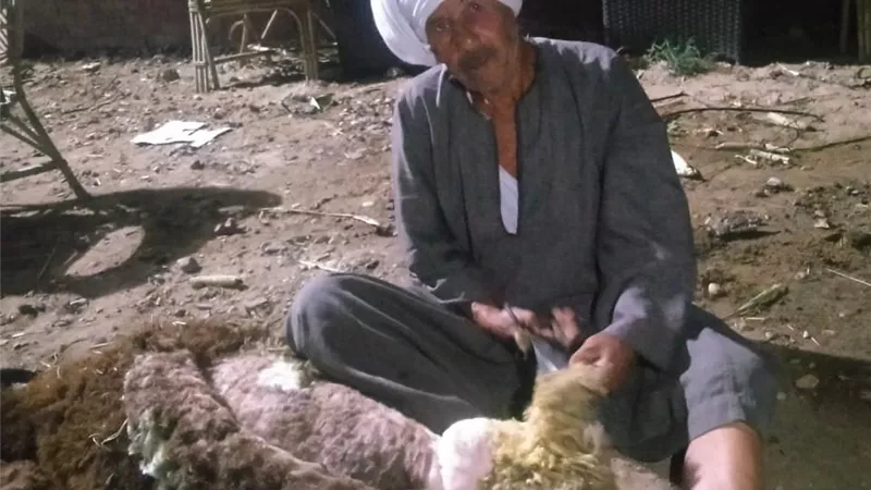 نشاط اقتصادي للفلاحين.. بدء موسم قص صوف الأغنام في الفيوم |صور